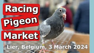 Racing Pigeon Market Lier Belgium 3 March 2024 [upl. by Ynamreg]