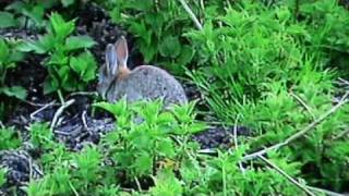 Rabbit shooting 22lr and 22250 [upl. by Ahseikan]