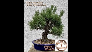 Pinus Thunbergia Video 2 Rückschnitt [upl. by Leamse]