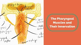 The Pharyngeal Muscles and Their Innervation [upl. by Rowena]