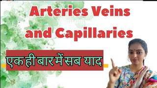 Arteries Veins and Capillaries Difference between capillaries veins and arteries [upl. by Skardol]