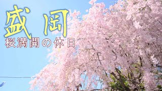 盛岡 桜山神社と石垣いの桜が満開 [upl. by Elylrac]