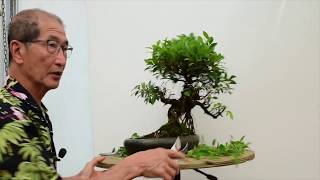 How to care for Ficus Bonsai [upl. by Nuhsed85]