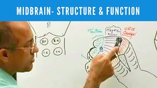 Midbrain  Structure and Function  Neuroanatomy [upl. by Trebla]