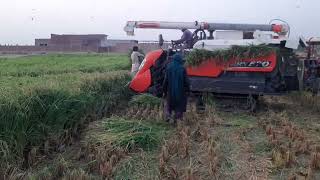 Harvesting with Kubota ARN 570 field working  kubota AR90  kubota second hand harvester [upl. by Sherrer651]