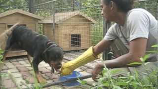 Bite Gloves Testing with a food aggressive Rottweiler  Dog Training in Queens NY and Cebu PH [upl. by Enrol940]