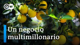 El precio de nuestro jugo de naranja  DW Documental [upl. by Brice]