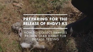 How to collect samples from a dead rabbit for disease testing [upl. by Latreshia]