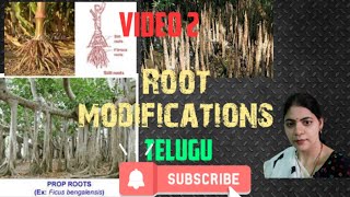 Morphology of flowering plants l root modifications l Class 11 NCERT NEET Biology chapter 5 l [upl. by Annonyw836]