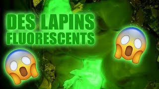 2nde FAIRE DES LAPINS FLUORESCENTS [upl. by Elephus]