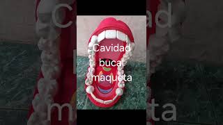 Cavidad Bucal [upl. by Naut682]