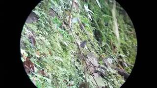 Birds attending an army ant swarm Tapantí NP Costa Rica [upl. by Arabel703]