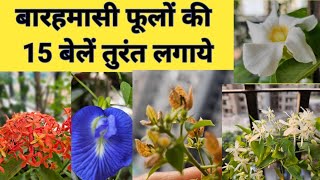 नवम्बर के शुरू मे ही लगाये 15 परमानेंट फूलों की 15 बेले  Permanent Flowering Vines For Balconycare [upl. by Phelgen]