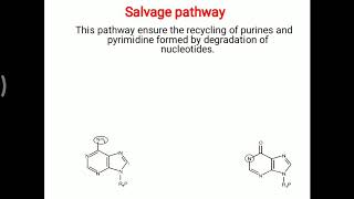 Pyrimidine Metabolism  Biochemistry  Orotic Aciduria Video [upl. by Quigley762]