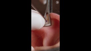 What Getting Your Ear Cartilage Pierced Is Like Up Close shorts [upl. by Ecerahs686]