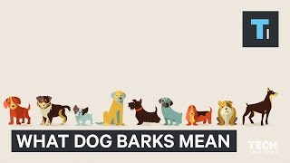 Your dog has different kinds of barks — here’s why [upl. by Abernathy]