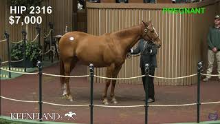 Keeneland Live Feed [upl. by Atalie]