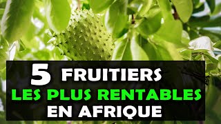 AGRICULTURE Voici les 5 arbres fruitiers les plus rentables à cultiver en Afrique Fruits [upl. by Coriss]