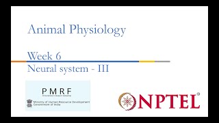 Neural System III PMRFNPTEL Session on Animal Physiologynoc24bt56 Week 6 [upl. by Ellenig]