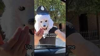 Un PERRO policía me quiere arrestar perro viral [upl. by Akenom]