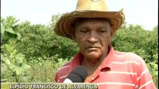 Plantio de quiabo sobrevive com irrigação de gotejamento [upl. by Kennan]