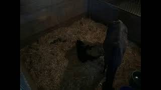 Windhover Farm Live Stream  Gemmas Foal [upl. by Laehcimaj898]