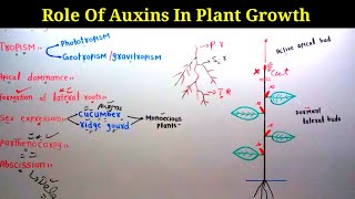 Physiological Role Of Auxins In Plants Growth  Lec 26  Plant Physiology [upl. by Dyann]