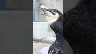 Cormorant VS 30 cm big fish [upl. by Areval]