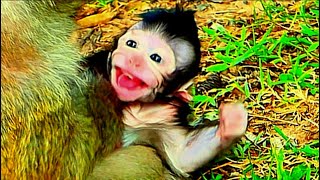 Weaning And Training Cute Baby Monkey Best Collection Clips [upl. by Dnalyar]