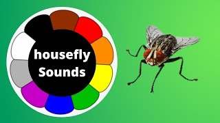 house fly buzzing sound  housefly sound  housefly sound ringtone  housefly sound effect housefly [upl. by Marvella486]