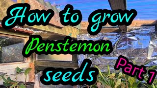 How to grow penstemon from seed part 1 Guaranteed results every time [upl. by Sherer]