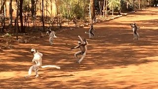 Dance of the Sifakas [upl. by Dynah228]