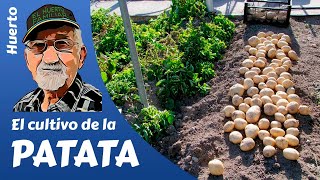 PATATAS COMO SEMBRAR Y CULTIVAR PATATAS POTATO FARMING [upl. by Ahseihs]