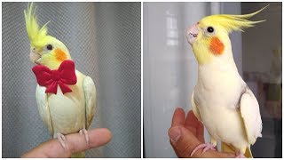 Cockatiel Best Singing and Talking Companion in the World  Cockatiel Singing training video 2020 [upl. by Losse]