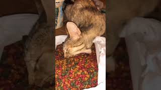 Funniest Pets funny funnypets cat petvideos pets petlover [upl. by Hbaruas]