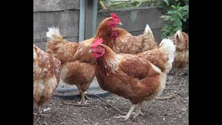 Hyline Chicken  Everything You Need To Know [upl. by Enwahs]