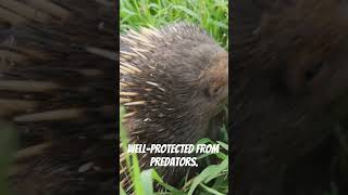 Spiky Marvels The Fascinating World of Echidnas and Wildlife Shorts [upl. by Volotta]