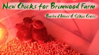 New Chicks for Brimwood Farm  Barbu dAnver x Silkie cross [upl. by Leahplar402]