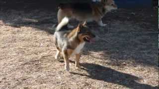 Swedish Vallhund Hermione and Corgi Dallas Wrestling [upl. by Borgeson801]