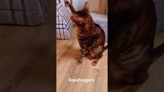 cat toyger кот тойгер котики юмор прикол животные toygercat [upl. by Velasco]