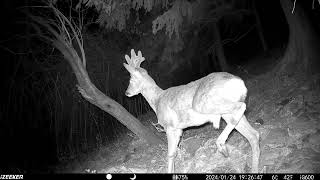 scrocchio o abbaio del caprioloDeer barking fototrappolaggio izeeker wildlifeanimals natura [upl. by Jodie]