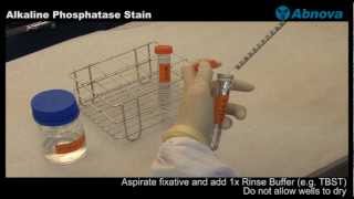 Alkaline Phosphatase Stain [upl. by Armahs949]