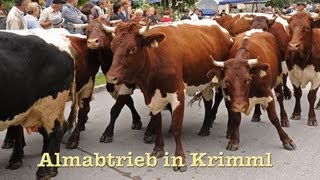 Almabtrieb in Krimml [upl. by Lativa]