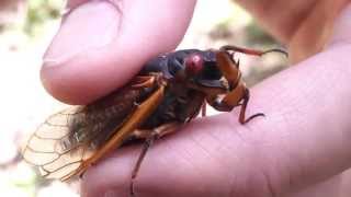 Screaming Cicada [upl. by Gosnell]