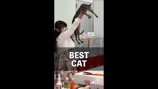 【Cat Show】911に行われたJapan Cat Show shorts [upl. by Bello]