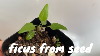 Grow Ficus Plants from Seed [upl. by Woothen]