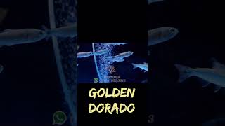 Golden Dorado Fish [upl. by Josler]