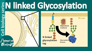 N linked glycosylation  What is the role of Nlinked glycosylation in ER protein folding [upl. by Yrebmik]