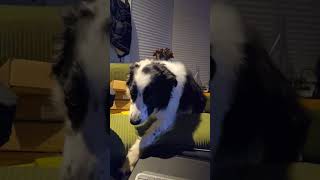 Jethro’s Guilty Stare Border Collie vs The Couch Fort  Playtime Break 4K UHD [upl. by Varian789]