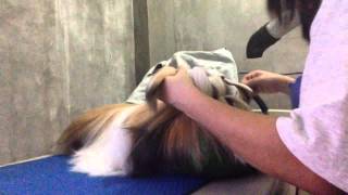 Shih Tzu Grooming Maintenance Topknot [upl. by Haissem]